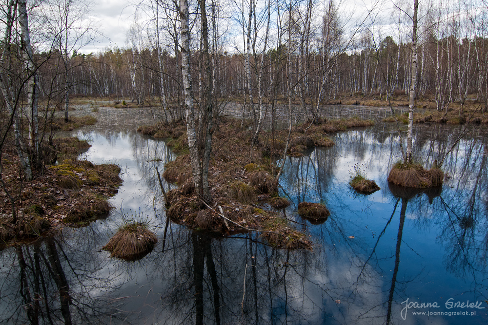 005_Biebrza - kwiecien 2010.jpg